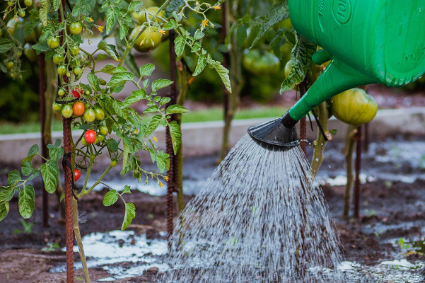 Tomaten gießen