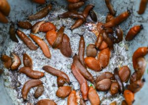 Schnecken wirkungsvoll bekämpfen