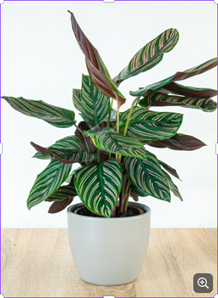 Calathea